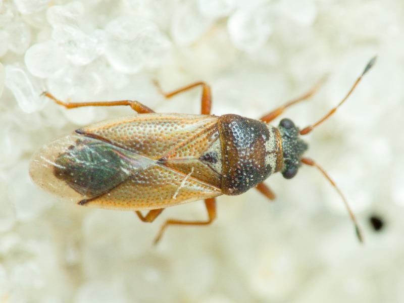 Cymus melanocephalus Fieber, 1861